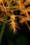 Yellow fringed orchid